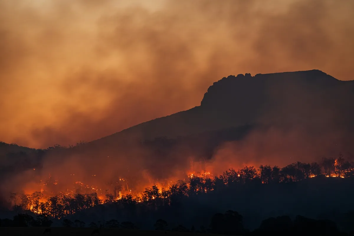 Wildfire